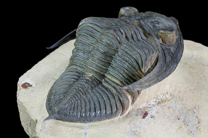 Zlichovaspis Trilobite - Atchana, Morocco #72701